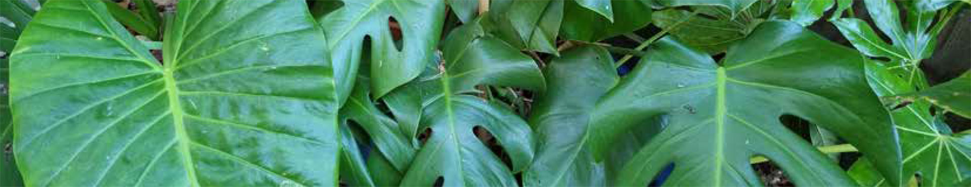 about alex thompson gardens about alex thompson gardens